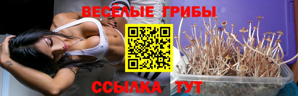 Галлюциногенные грибы Psilocybine cubensis Урай